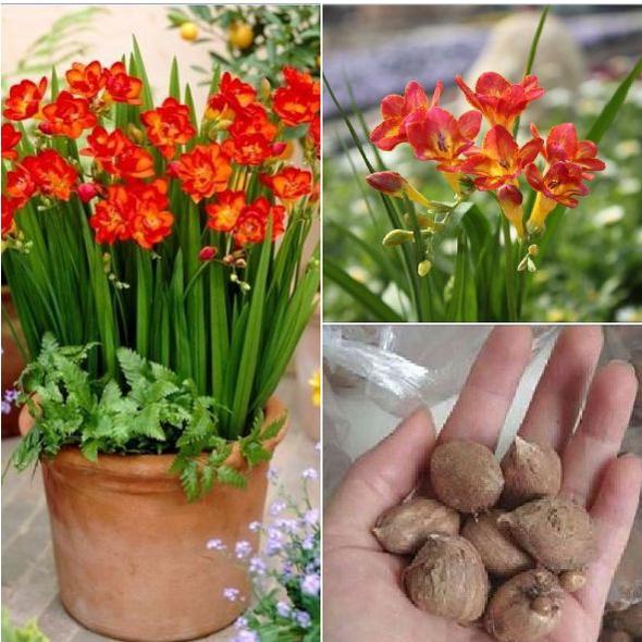 Combo 3 Củ giống hoa lan nam phi hoa màu đỏ,