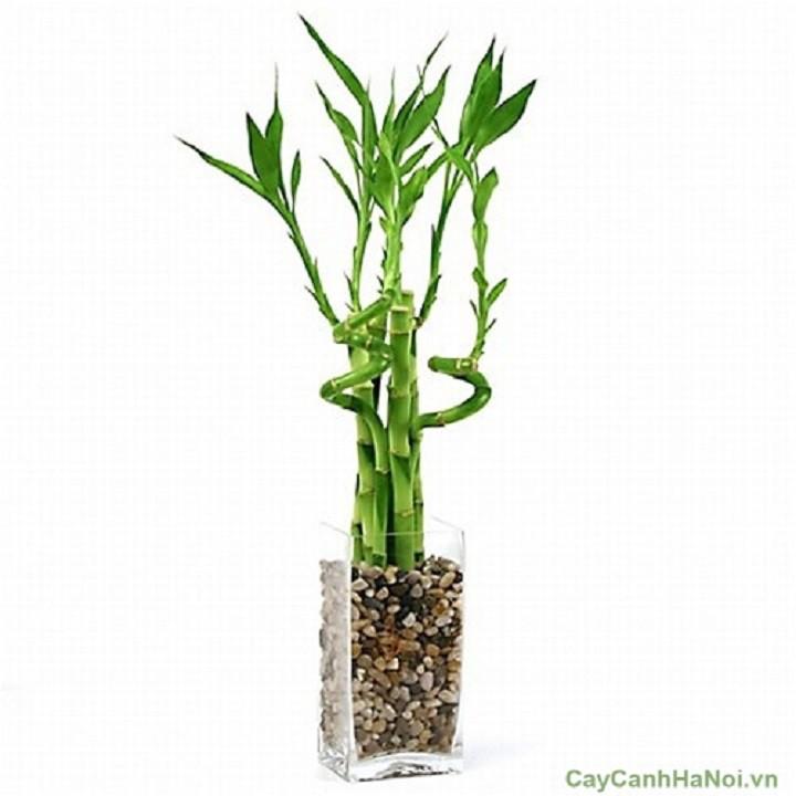 Cây trúc lộc