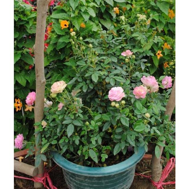 Hạt giống hoa hồng tỉ muội nhiều màu - Gói 20 hạt