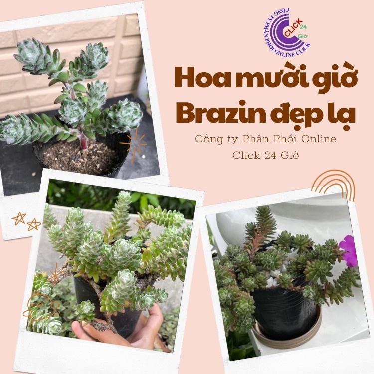 Hoa Mười Giờ Braxin Đẹp Lạ Dễ Trồng Giống Mới Nhập Hoa Mười Giờ Bonsai & Phụ Kiện