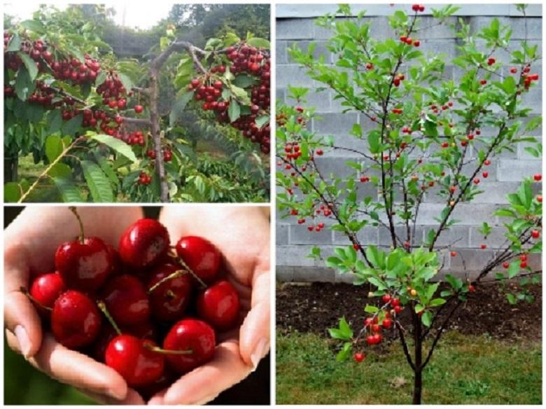 Cây cherry chịu nhiệt, giống cây cherry ăn quả, quả ngon cam kết chất lượng