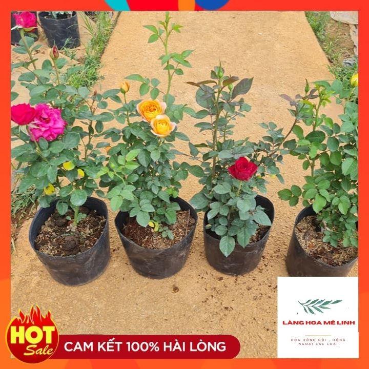 Hoa hồng Tezza ĐỎ NHUNG - giống hồng mini mới