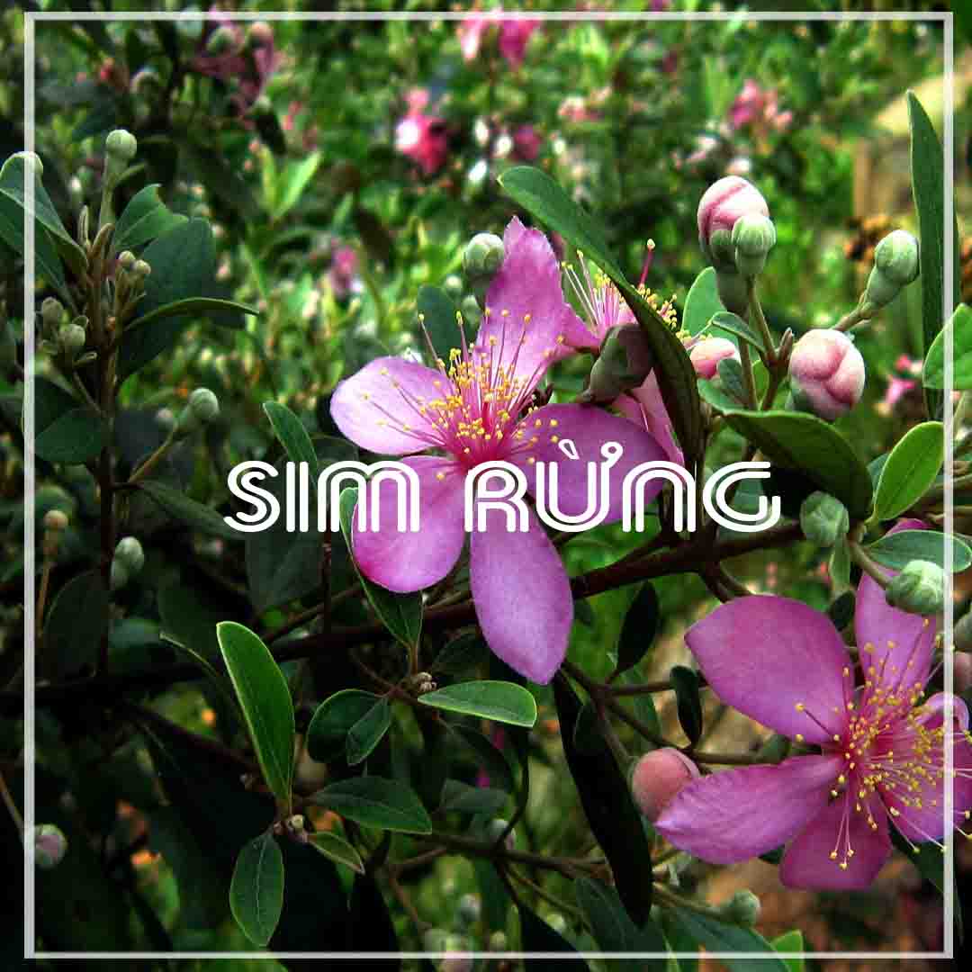 Quả Sim Rừng khô 1kg