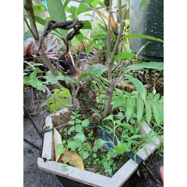 Cây Lộc Vừng Bonsai