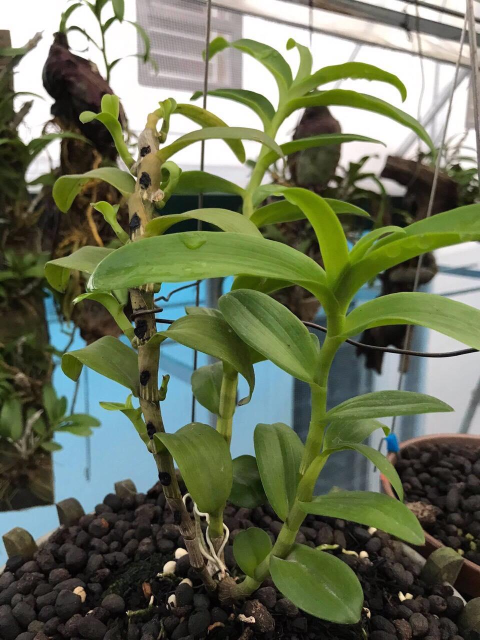 CHẬU Lan Phi điệp 5 cánh trắng TIÊN SA