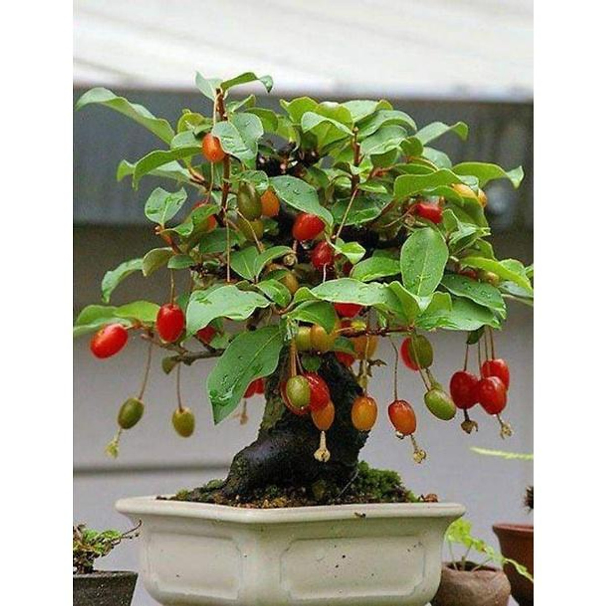 CÂY GIỐNG NHÓT NGỌT CHERRY RA TRÁI SIÊU SỚM 