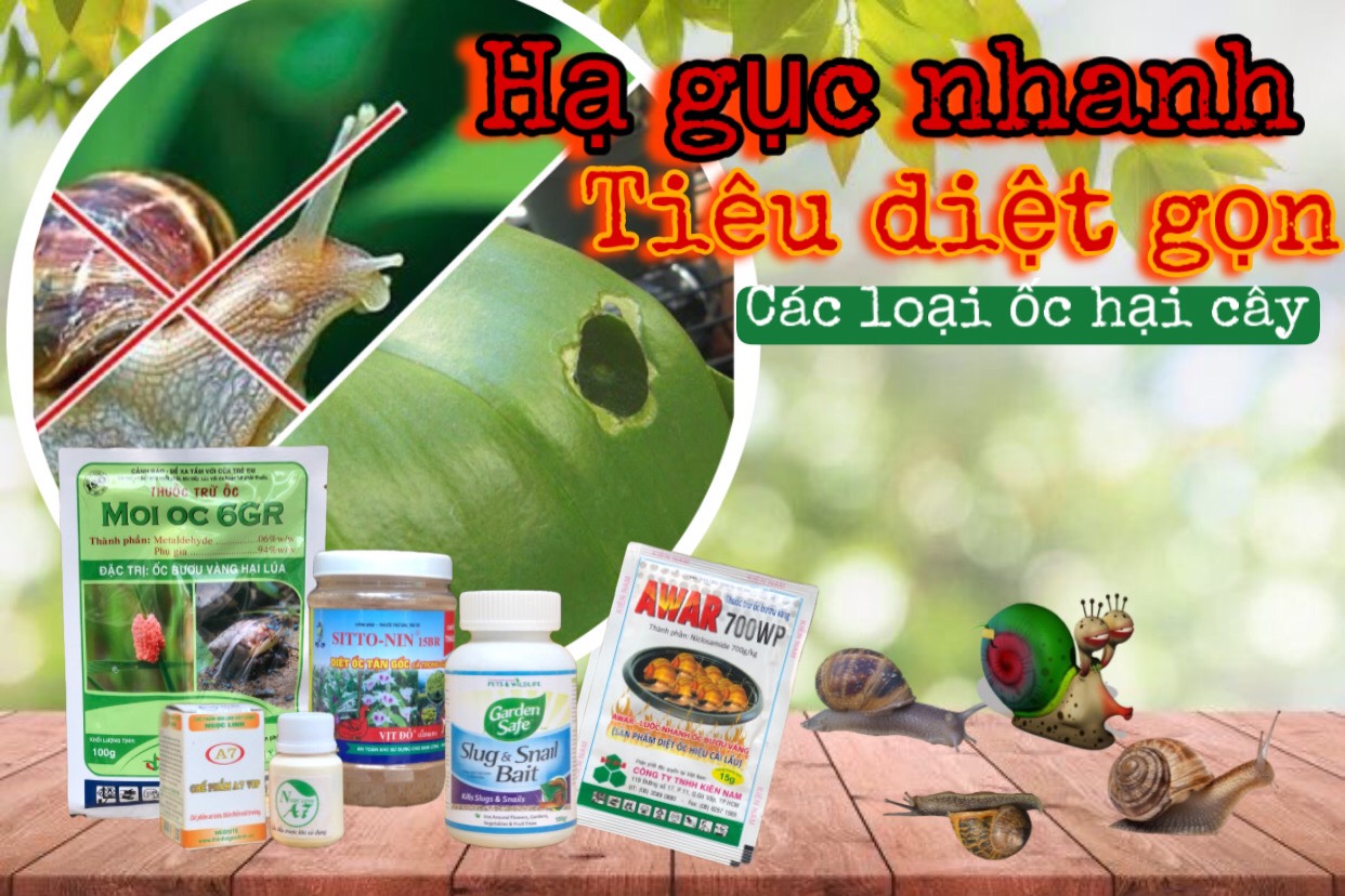 Chế phẩm AWAR trừ Ốc Bươu Vàng diệt sạch nốc ao các loại Ốc