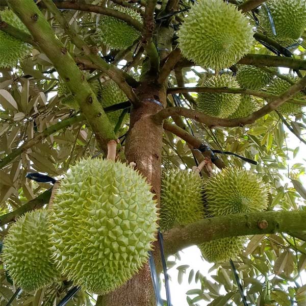 Cây Giống Sầu Riêng ri6 gốc to bầu lớn