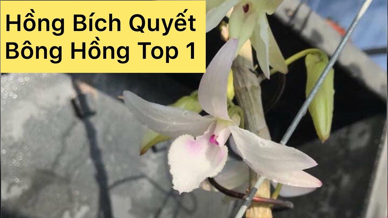 Phi điệp đột biến HỒNG BÍCH QUYẾT chuẩn giống cam kết chất lượng