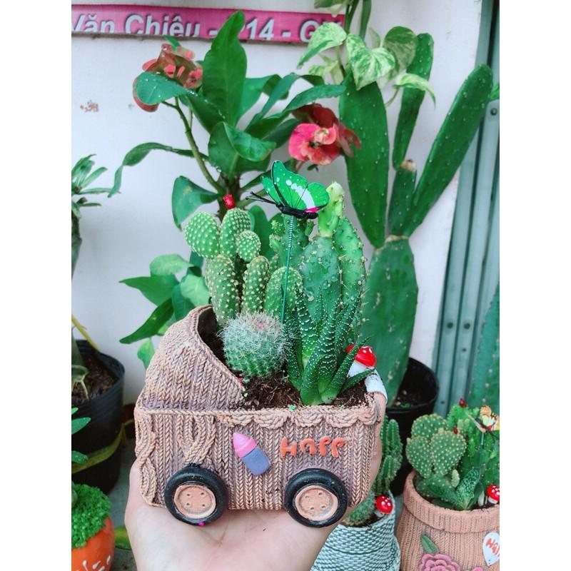 Chậu Xương Rồng Tiểu Cảnh