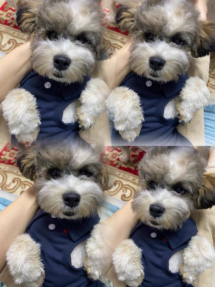 Áo polo cộc tay thoáng mát cho thú cưng