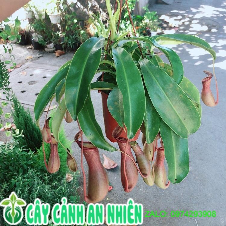 Chậu Cây Nắp Ấm