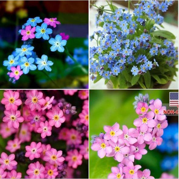 Hạt giống hoa lưu ly hồng ,hạt giống tốt ,nãy mầm đều - 1 gói 100 hạt