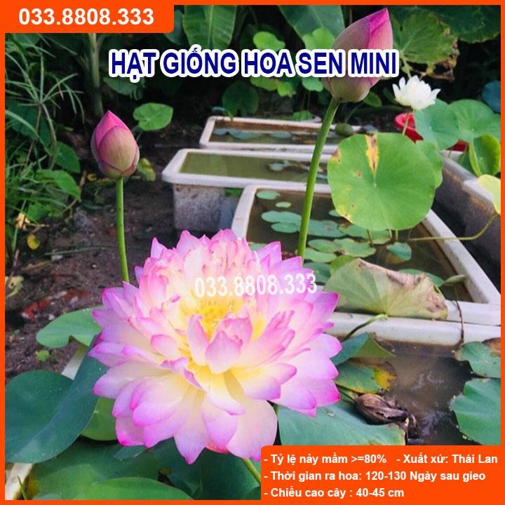 Hạt Giống Hoa Sen Mini Nhật Nhiều Màu - Hoa Đẹp Dễ Trồng