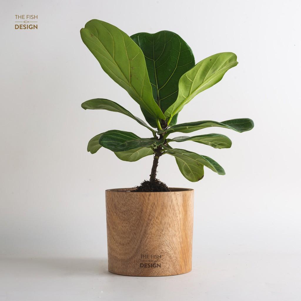 Chậu cây bàng sing hợp với người mệnh Mộc, Hỏa, người tuổi Tỵ, có tác dụng lọc không khí, thích hợp trang trí bàn làm việc, bàn lễ tân, quán cà phê,... | size L | The Fish Design