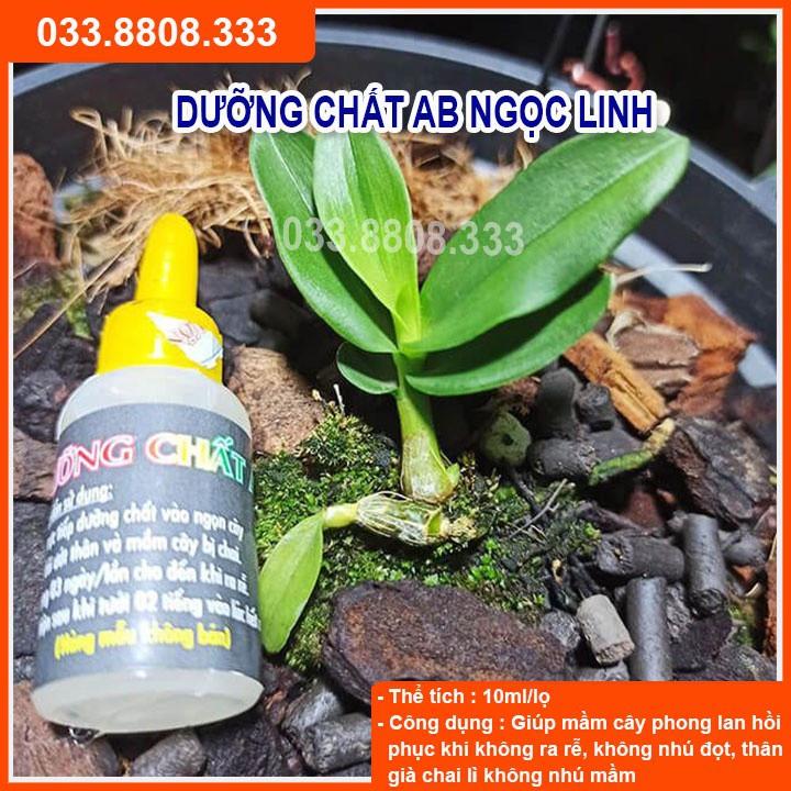 Dưỡng Chất AB   Giúp Phục Hồi Mầm Gốc, Kích thích Ra Rễ, Nuôi Dưỡng Mầm Hoa