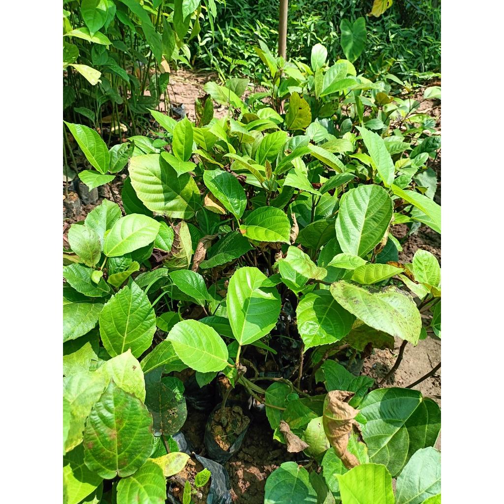 Cây giống vả mật