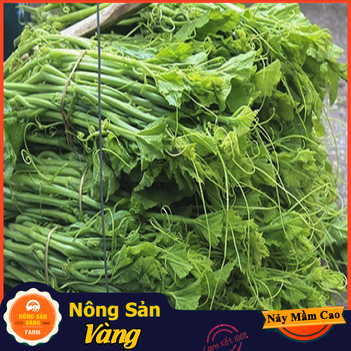 Hạt giống Bí Siêu Ngọn, Bí Lấy Ngọn - Nông Sản Vàng