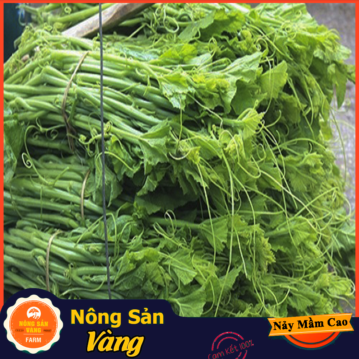 Hạt giống Bí Siêu Ngọn, Bí Lấy Ngọn ( Gói 20 Gram ) - Nông Sản Vàng