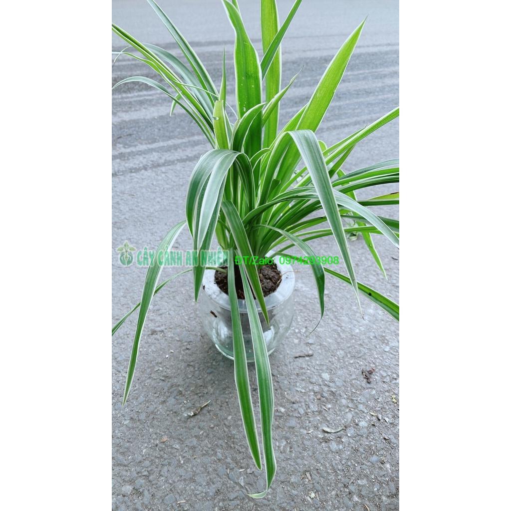 Chậu Cây Lan Chi