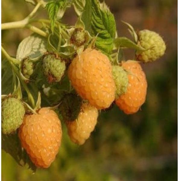 Hạt giống cây ăn trái mâm xôi vàng,hạt giống chuẩn f1 - Gói 30 hạt