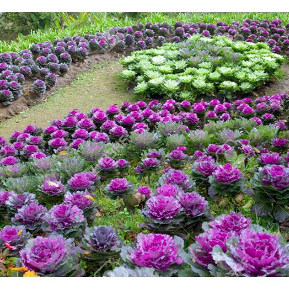 Hạt giống hoa bắp cải-Bắp cải hoa hồng