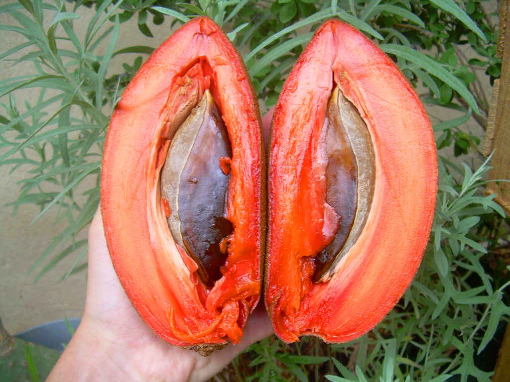 Cây Hồng Xiêm Ruột Đỏ Khổng LỒ Cây Cao 1 mét