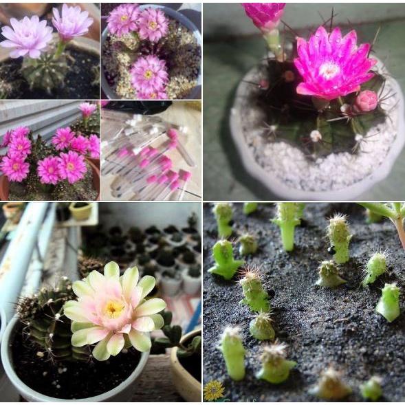 Hạt giống hoa xương rồng gấm mix màu KNS3545 - Gói 20 hạt