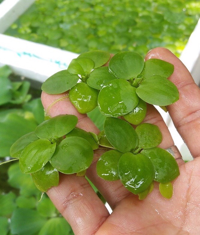 Bèo nhật lọc sạch nước và trang trí hồ thủy sinh