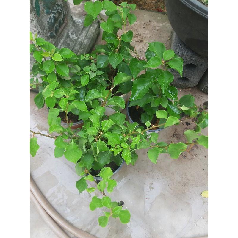 Cây hoa giấy màu đỏ