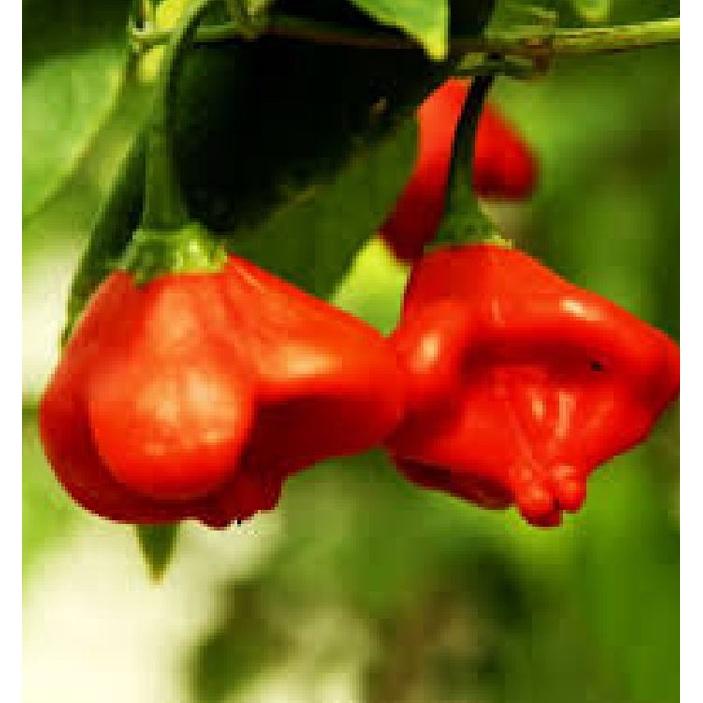 Hạt Giống Ớt Chuông Gió F1 Ncsemena,ớt hoa hồng-gói 20 hạt/tặng kèm gói phân bón lót