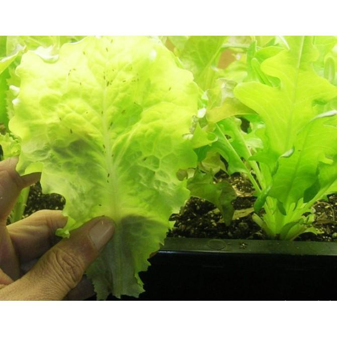 5gr hạt Xà lách chịu nhiệt