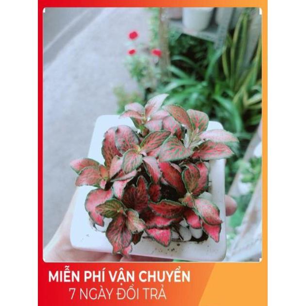 Cẩm Nhung  Kèm Chậu Sứ