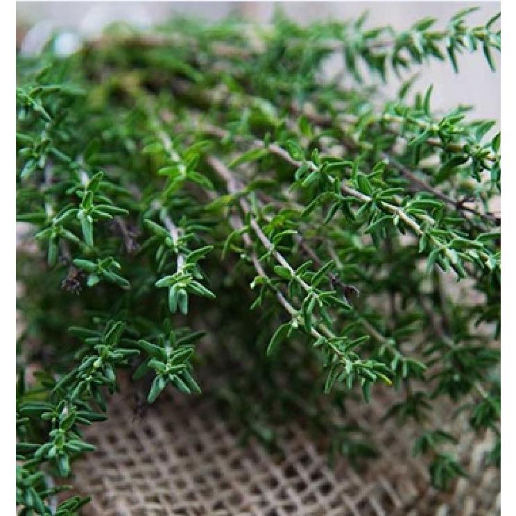 Hạt giống cây hương thảo - cây đuổi côn trùng - Làm gia vị - Gói 20 hạt