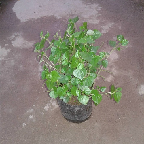 Cây rau càng cua giống xanh tươi giống - 1 bậu gồm 5 cây - rau tiêu hay đơn kim, đơn buốt, cúc áo, quỷ châm thảo