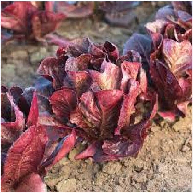 Hạt giống xà lách ROMAINE đỏ CT97 - Gói 0.2gram