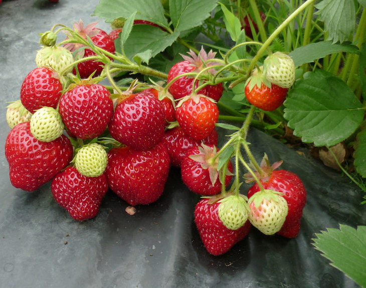 Hạt Giống Dâu Tây Chịu Nhiệt F1 High Quality Seeds - Nảy Mầm Cực Chuẩn