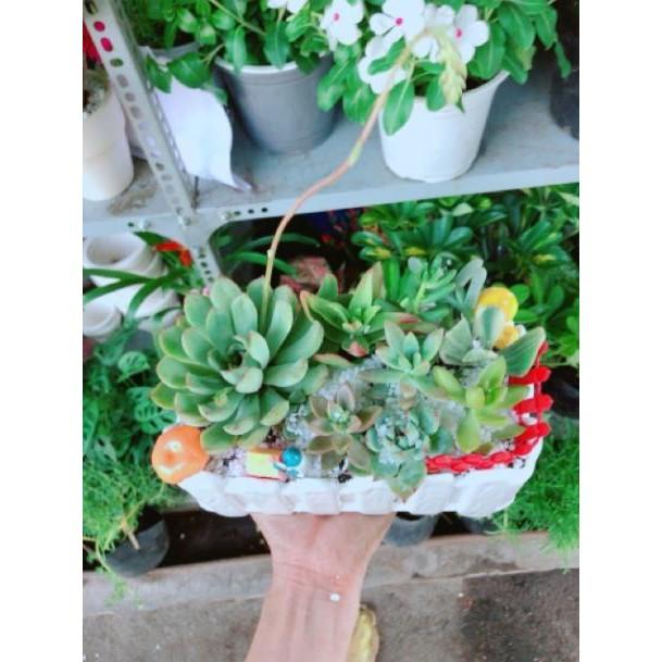 Chậu sen đá mix tiểu cảnh