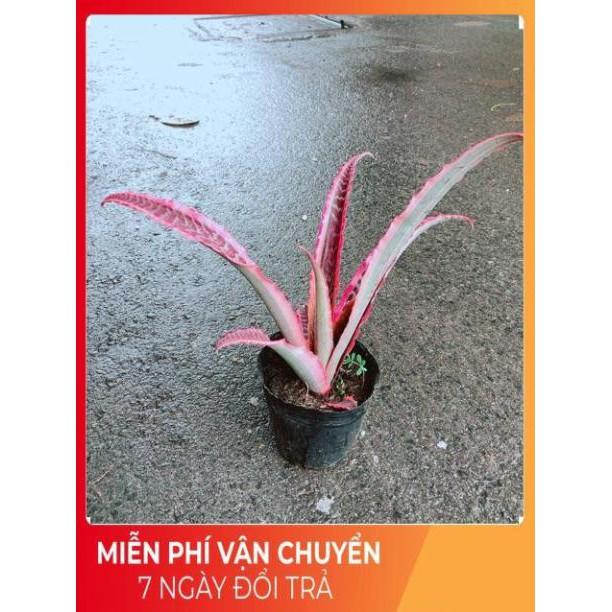 Cây Dứa Đuôi Phụng