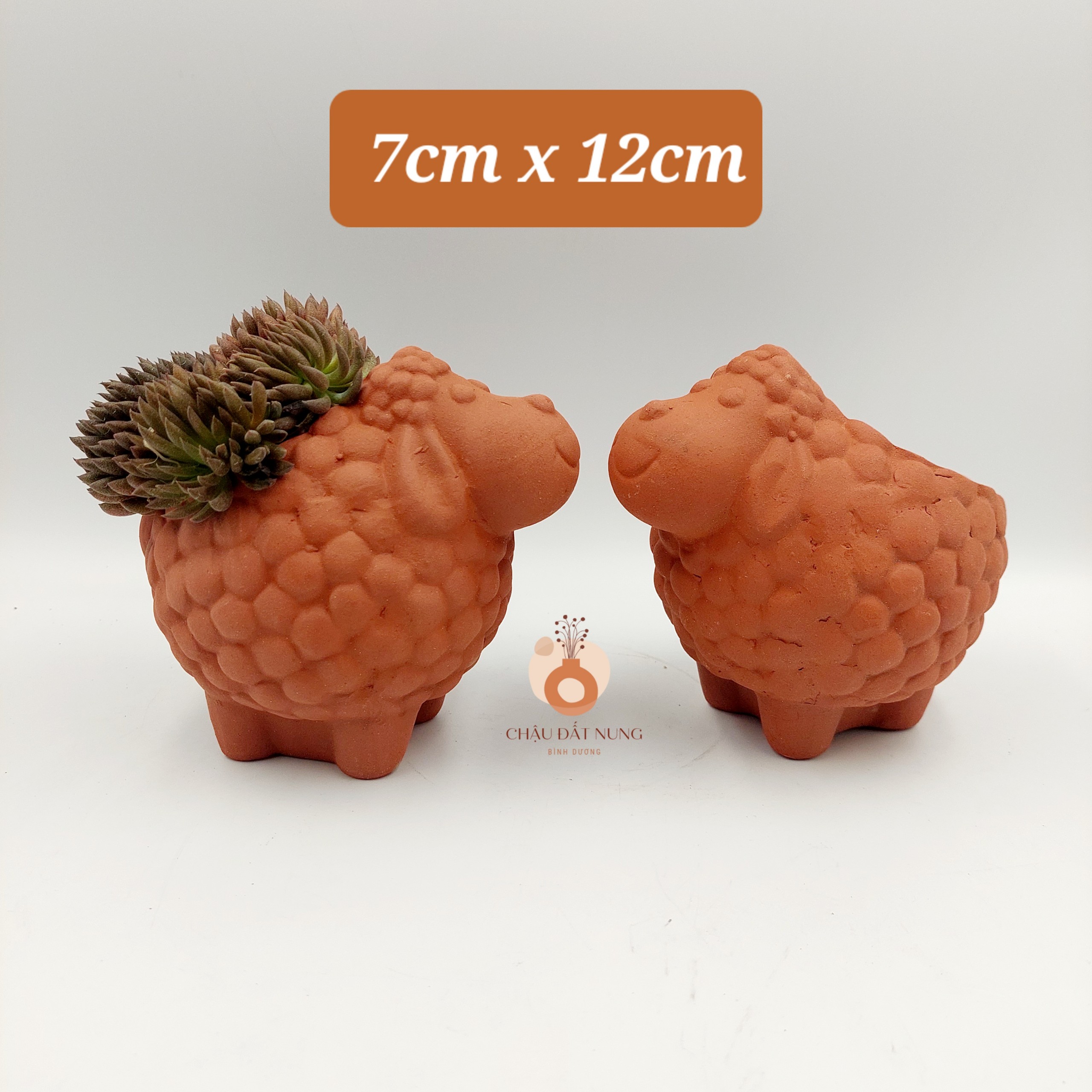 Chậu đất nung, chậu sen đá - Cừu nhi đồng, miệng chậu 7cm, chiều cao 12cm