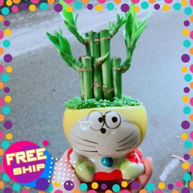 Chậu Trúc Phát Tài