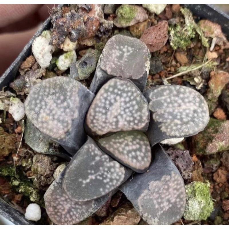 Cây sen đá hawothia guốc tròn haworthia groenewaldii