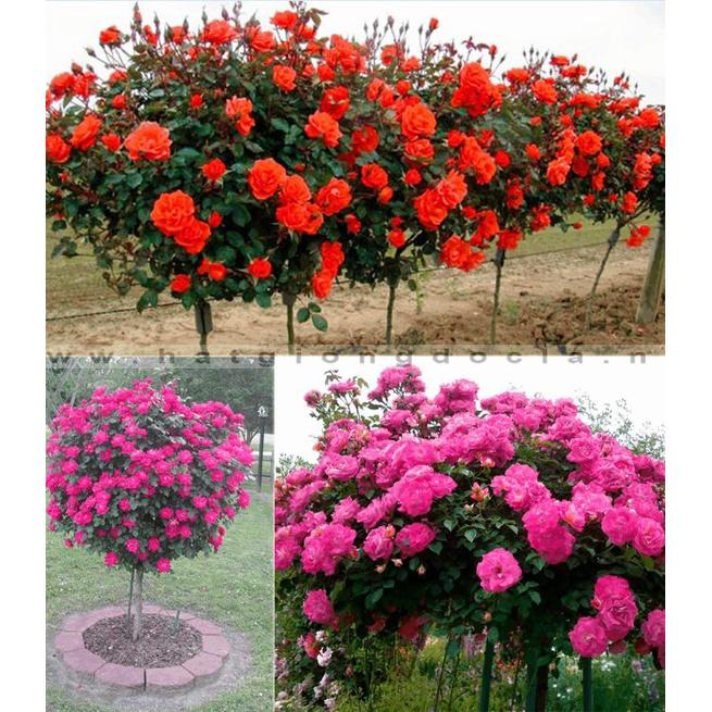 Hạt giống hoa hồng thân gỗ mix màu ,hạt giống tốt-1 gói 20 hạt