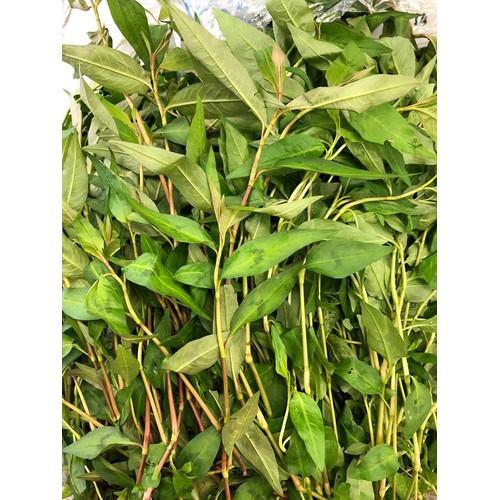 CHẬU CÂY RAU RĂM,CHẬU CÂY RAU RĂM-