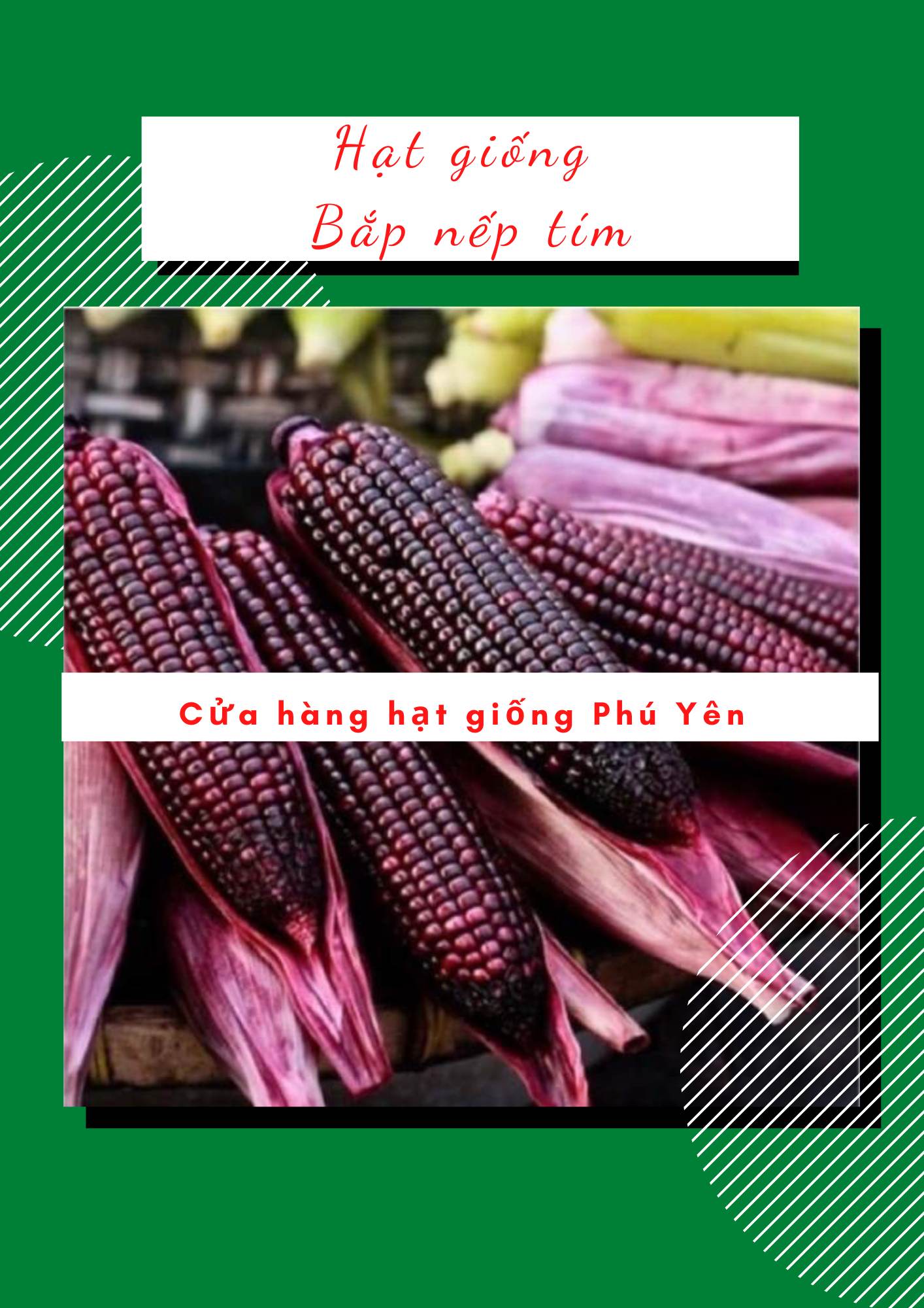 1 kg hạt giống ngô nếp tím siêu dẻo