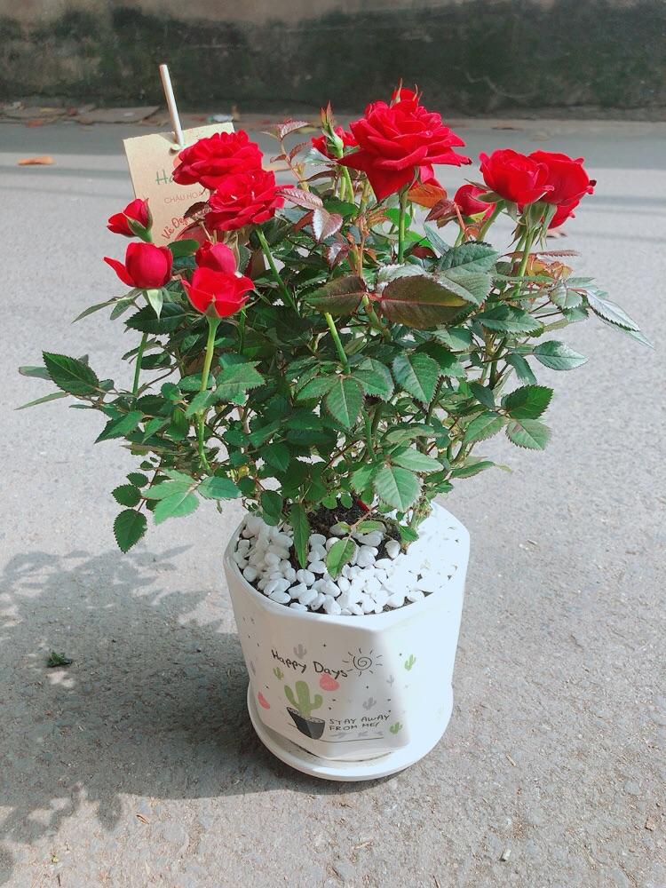 Chậu Cây Hoa Hồng Đỏ