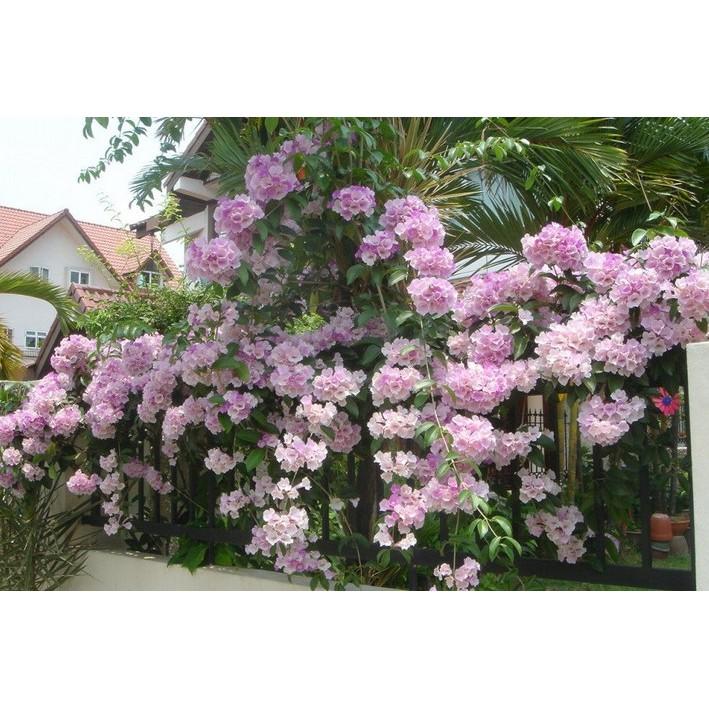 T.LÝ- 01 Cây hoa Lan Tỏi-lan leo tỏi tím. bầu giống, giá rẻ