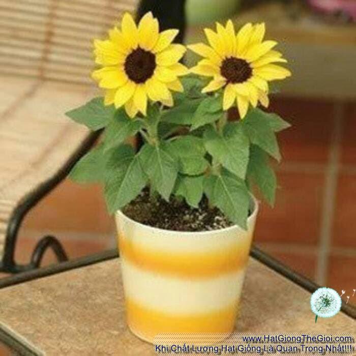 30h Hạt Giống Hướng Dương Lùn 30cm