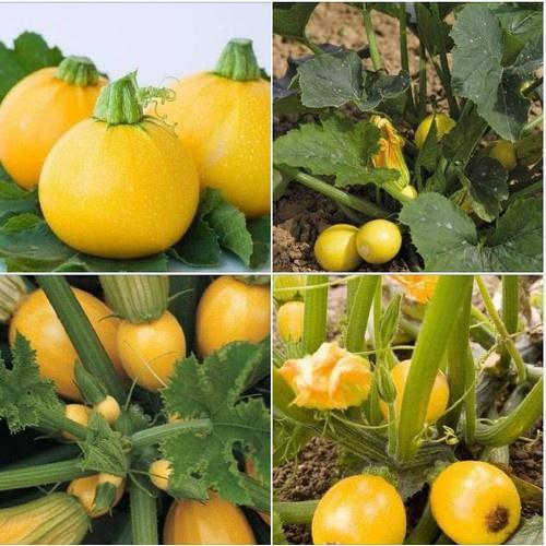 Hạt Giống Bí Ngòi Tròn Vàng Chịu Nhiệt - 1 gói 2gram