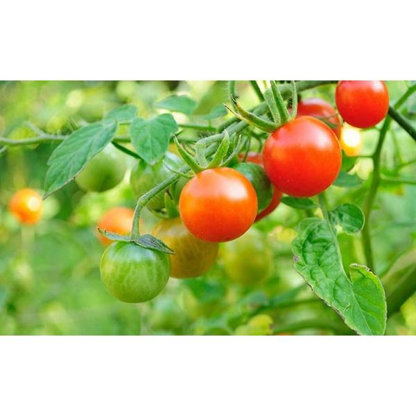 Hạt giống Cà Chua Bi, đóng gói 0.1gr